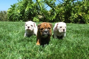 Bulldog Puppies Available