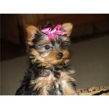 Adorable Teacup Yorkie Puppies