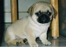 Pug Puppies for Sale