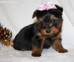 Yorkie for Sale