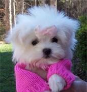 Registered Maltese Puppies