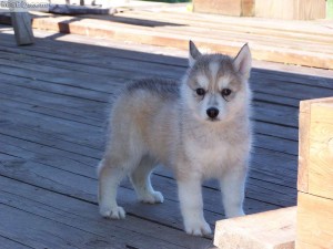 Awesome Siberian Husky Puppies