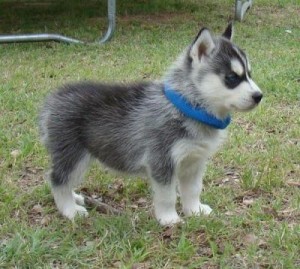Brilliant Siberian Husky Puppies for Re-homing