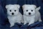 Maltese Puppies