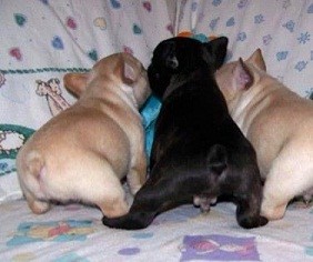 French Bulldog Puppies