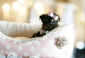 Beautiful Teacup Yorkie Puppies