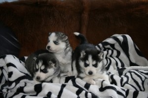 CKC Siberian Husky Puppies for free adoption