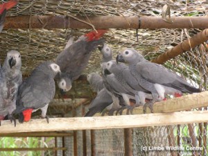 African Grey Parrots Available Now