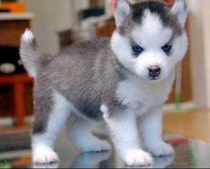 Cute Male and Female Siberian Husky Puppies