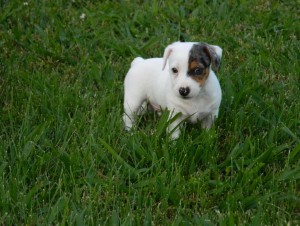 Jack Russel Terrier Mix Pups