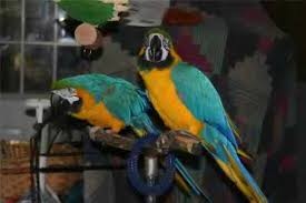 Two Blue and gold macaw for Re-homing