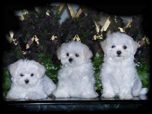 Gorgeous Male and Female Maltese Puppies