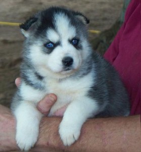 New litter of Siberian Husky Puppies