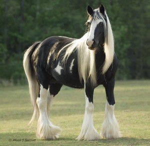 Two Gypsy Vanner Horses for Adoption