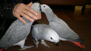 Good Pairs of African Grey Parrots.