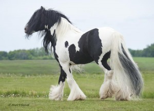 Gypsy Vanner Horse 4 Sale