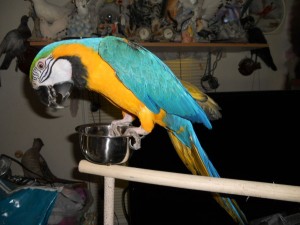 Talking Blue Macaws