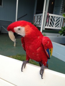 Scarlet Macaw with Cage for Sale