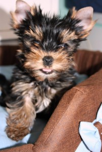 Lovely Yorkie Puppies for Sale