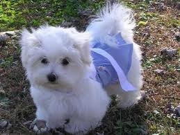 Beautiful Maltese Pups for Adoption