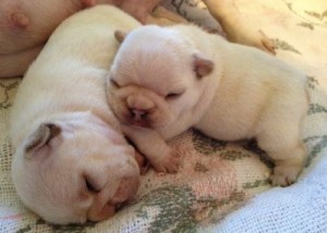 Cute French Bulldog Pups