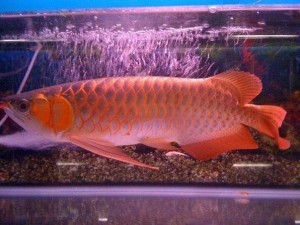 Golden Arowana Fishes and many others at Cheap Prices: Text (575) 303-5767
