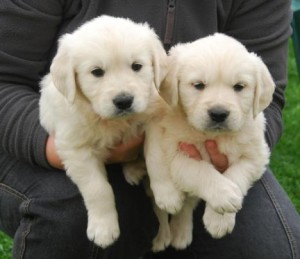 Gorgeous Male and Female Golden Retriever Puppies