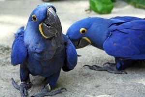 Blue Macaw Parrots