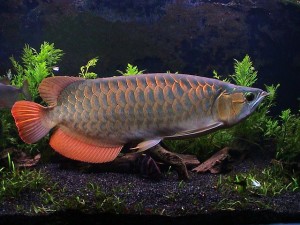 Live Arowana Fish