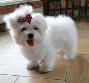 Teacup Maltese for Sale!