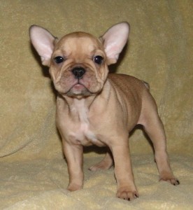 Two French Bulldog Puppies for Sale