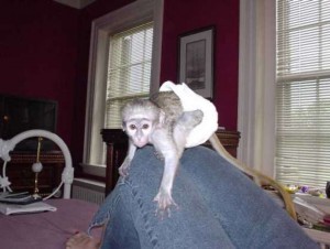 Baby Capuchin Monkey Available