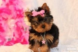 TEACUP Yorkie!!