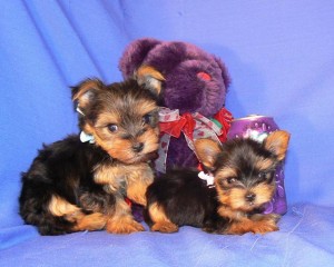 Teacup Yorkie Puppies for Adoption