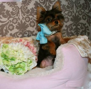 Teacup Yorkie Puppies