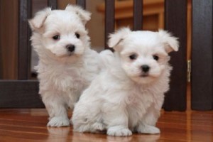 Pure White Maltese Puppies Available
