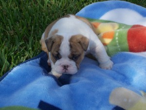 AKC Registered English Bulldog Pupppies