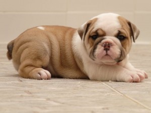 Top 10 Cutest English Bulldog Puppies Photos