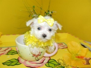 Home Trained Pair Of Maltese Puppies