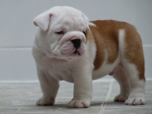 English Bulldog Pups Available