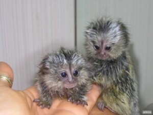 Marmoset and Capuchin Monkeys