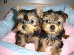 Free AKC Yorkies Now