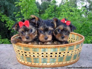 Yorkie Terrier Puppies AKC registered