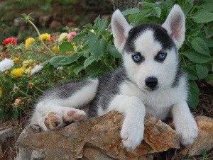 3  Siberian Husky Puppies