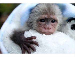 Capuchin Monkey for Adoption