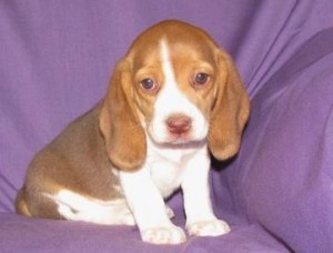 Lovely Beagle Puppies for Sale