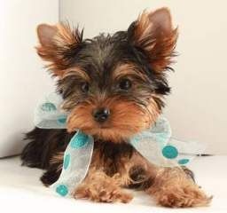 Home Raised Yorkie Puppies for Adoption