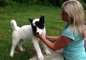 Akita Puppy for Sale