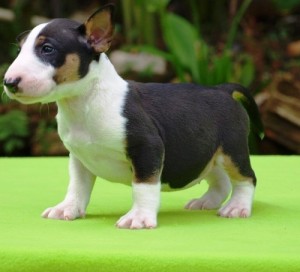 Bull Terrier Pup Available