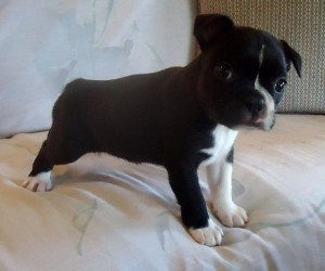 Cute Boston Terrier Puppy for Adoption